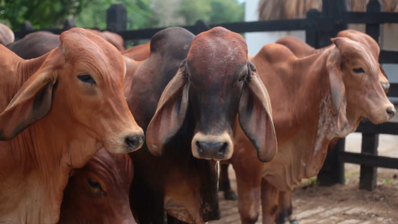 ../../images/imagenes-noticias/Colombia-exporta-carne-bovina.jpg